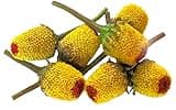 Wild Art Farm Fresh Buzz Buttons